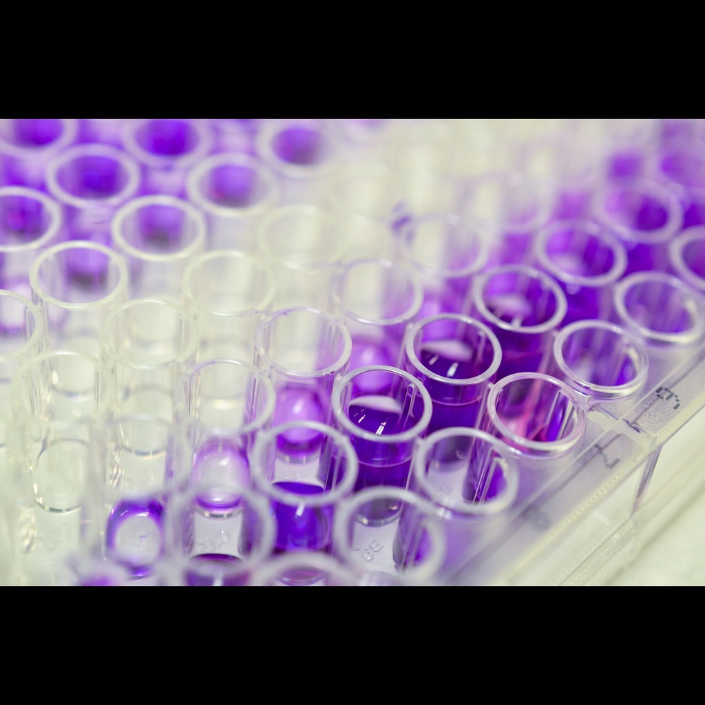 Human Epidermal growth factorsize: like protein 7, EGFL7 ELISA KITsize:96 tests